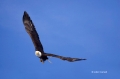 Kenai-Peninsula;Bald-Eagle;Flight;Haliaeetus-leucocephalus;Alaska;Birds-of-Prey;
